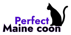 perfectmainecoon.com